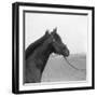 Racehorse Begins Training-null-Framed Giclee Print