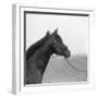 Racehorse Begins Training-null-Framed Giclee Print