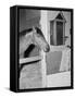 Racehorse Seabiscuit-null-Framed Stretched Canvas