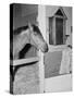 Racehorse Seabiscuit-null-Stretched Canvas