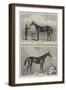 Racehorse-Harry Hall-Framed Giclee Print