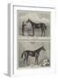 Racehorse-Harry Hall-Framed Giclee Print