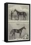 Racehorse-Harry Hall-Framed Stretched Canvas