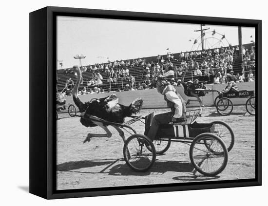 Racers During the Ostrich Racing, Grange County Fair-Loomis Dean-Framed Stretched Canvas