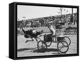 Racers During the Ostrich Racing, Grange County Fair-Loomis Dean-Framed Stretched Canvas