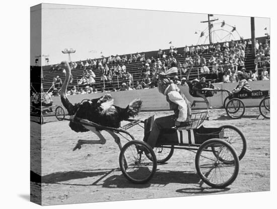 Racers During the Ostrich Racing, Grange County Fair-Loomis Dean-Stretched Canvas