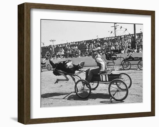 Racers During the Ostrich Racing, Grange County Fair-Loomis Dean-Framed Photographic Print