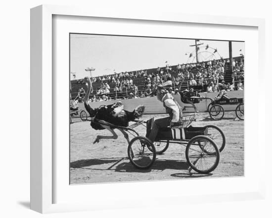 Racers During the Ostrich Racing, Grange County Fair-Loomis Dean-Framed Photographic Print