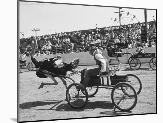 Racers During the Ostrich Racing, Grange County Fair-Loomis Dean-Mounted Photographic Print