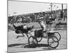 Racers During the Ostrich Racing, Grange County Fair-Loomis Dean-Mounted Photographic Print