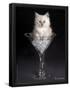 Essential Black