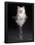 Essential Black