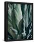 Essential Black