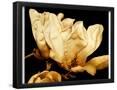 Essential Black