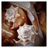 Macro Shells III-Rachel Perry-Art Print