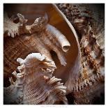 Macro Shells IV-Rachel Perry-Art Print