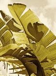 Palm Fronds I-Rachel Perry-Art Print