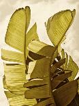Palm Fronds III-Rachel Perry-Art Print