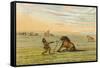 Racial, Wild Horse C1830-George Catlin-Framed Stretched Canvas