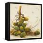 Racimo de Cocos I-Patricia Pinto-Framed Stretched Canvas