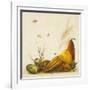 Racimo de Cocos II-Patricia Pinto-Framed Art Print