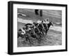 Racing at the Annual Horse Show at Hippodrome Stadium-null-Framed Photographic Print