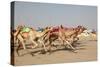 Racing Camels with a Robot Jockeys, Dubai, United Arab Emirates-Philip Lange-Stretched Canvas