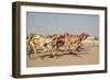 Racing Camels with a Robot Jockeys, Dubai, United Arab Emirates-Philip Lange-Framed Photographic Print