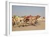 Racing Camels with a Robot Jockeys, Dubai, United Arab Emirates-Philip Lange-Framed Photographic Print