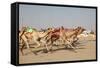 Racing Camels with a Robot Jockeys, Dubai, United Arab Emirates-Philip Lange-Framed Stretched Canvas