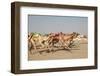 Racing Camels with a Robot Jockeys, Dubai, United Arab Emirates-Philip Lange-Framed Photographic Print