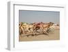 Racing Camels with a Robot Jockeys, Dubai, United Arab Emirates-Philip Lange-Framed Photographic Print