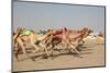 Racing Camels with a Robot Jockeys, Dubai, United Arab Emirates-Philip Lange-Mounted Photographic Print