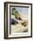 Racing Cars of 1926: Oddly One Car is Carrying Two People the Others Only One-Norman Reeve-Framed Photographic Print