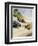 Racing Cars of 1926: Oddly One Car is Carrying Two People the Others Only One-Norman Reeve-Framed Photographic Print