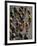 Racing Cyclists-null-Framed Photographic Print