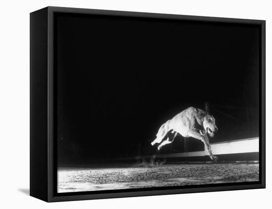 Racing Greyhound Captured at Full Speed by High Speed Camera in Race at Wonderland Park-Gjon Mili-Framed Stretched Canvas