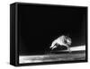 Racing Greyhound Captured at Full Speed by High Speed Camera in Race at Wonderland Park-Gjon Mili-Framed Stretched Canvas