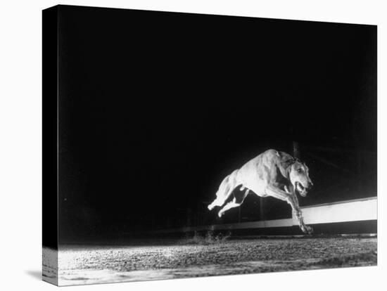 Racing Greyhound Captured at Full Speed by High Speed Camera in Race at Wonderland Park-Gjon Mili-Stretched Canvas