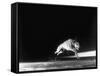 Racing Greyhound Captured at Full Speed by High Speed Camera in Race at Wonderland Park-Gjon Mili-Framed Stretched Canvas