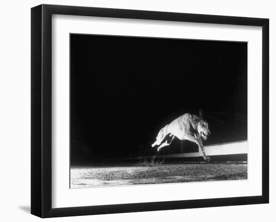 Racing Greyhound Captured at Full Speed by High Speed Camera in Race at Wonderland Park-Gjon Mili-Framed Photographic Print