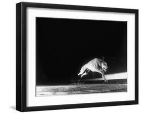 Racing Greyhound Captured at Full Speed by High Speed Camera in Race at Wonderland Park-Gjon Mili-Framed Photographic Print