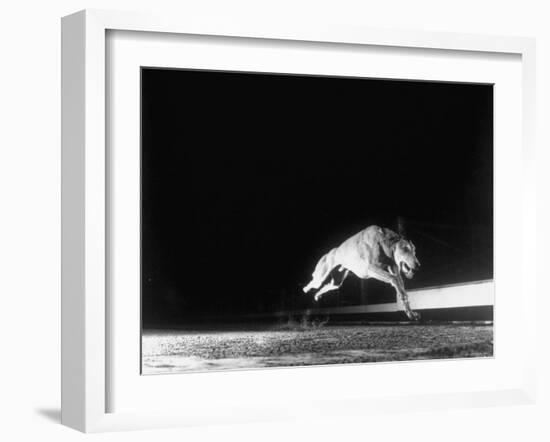 Racing Greyhound Captured at Full Speed by High Speed Camera in Race at Wonderland Park-Gjon Mili-Framed Photographic Print