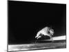 Racing Greyhound Captured at Full Speed by High Speed Camera in Race at Wonderland Park-Gjon Mili-Mounted Photographic Print