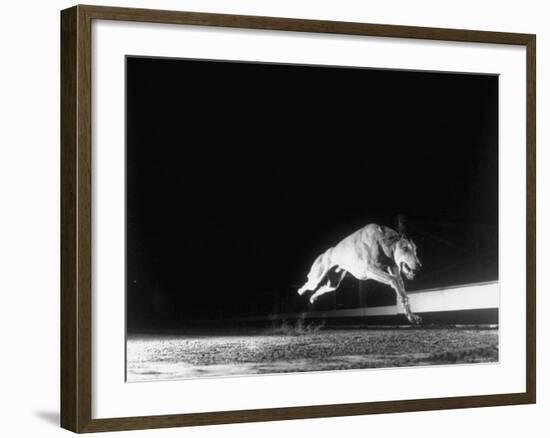 Racing Greyhound Captured at Full Speed by High Speed Camera in Race at Wonderland Park-Gjon Mili-Framed Photographic Print