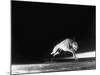 Racing Greyhound Captured at Full Speed by High Speed Camera in Race at Wonderland Park-Gjon Mili-Mounted Photographic Print