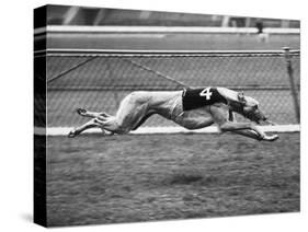 Racing Greyhound Wild Wolf-null-Stretched Canvas