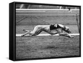 Racing Greyhound Wild Wolf-null-Framed Stretched Canvas