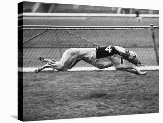 Racing Greyhound Wild Wolf-null-Stretched Canvas