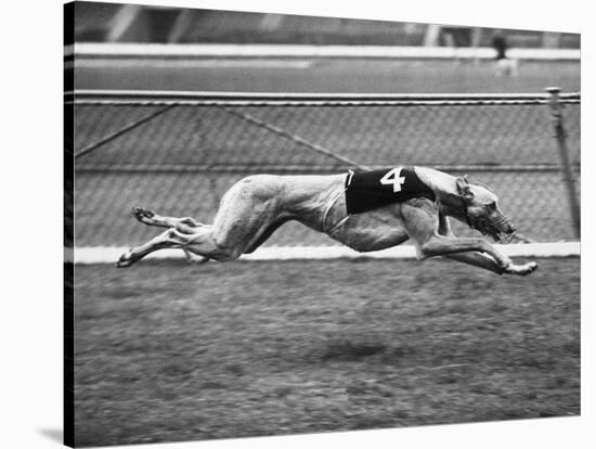 Racing Greyhound Wild Wolf-null-Stretched Canvas